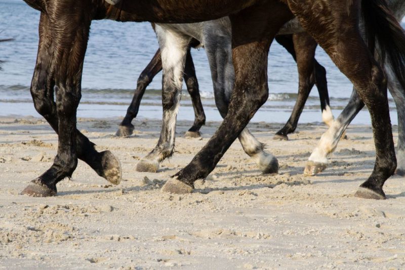 The Horses of Castle Crane