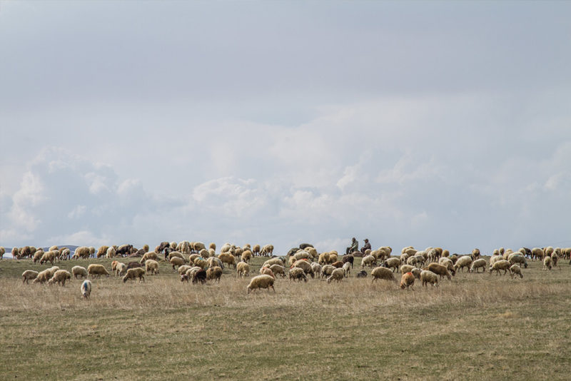 Shepherds - Georgia (Country)