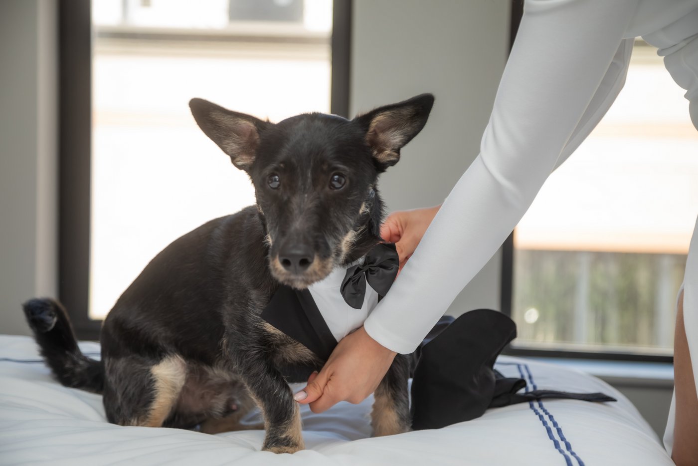Dog getting dressed in a tuxedo to serve as witness at a Boston City Hall wedding