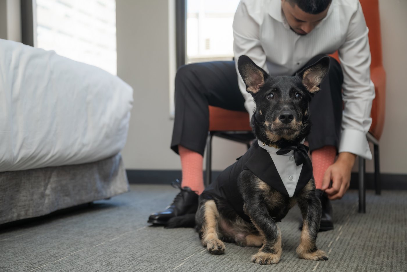 A dog in a tuxedo waits for the groom to put on his shoes at The Godfrey Hotel in Boston ahead of a Boston City Hall wedding
