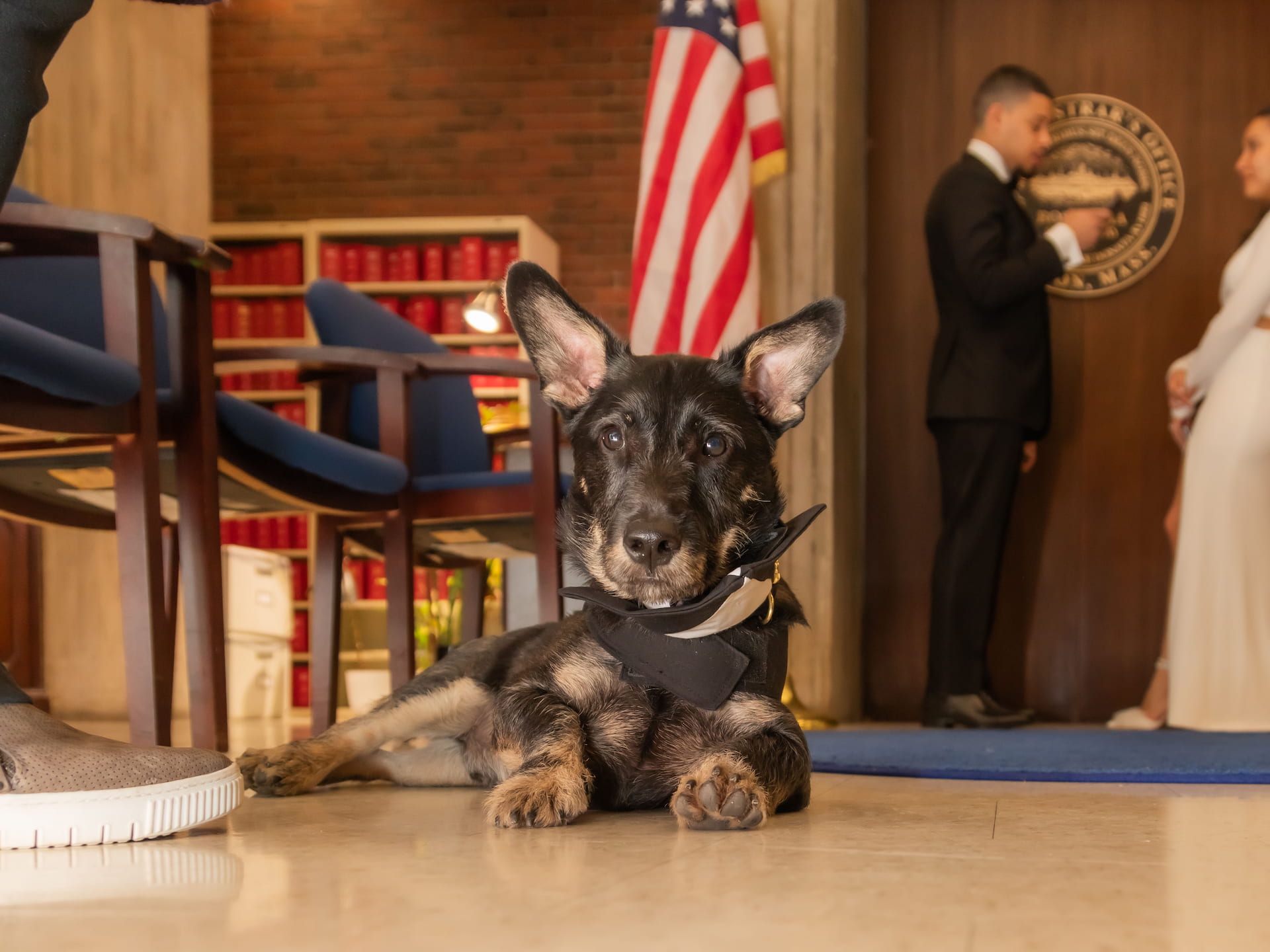 Walnut the dog serving as a witness at a Boston City Hall elopement, here pictured sitting on the floor while his humans are married behind him