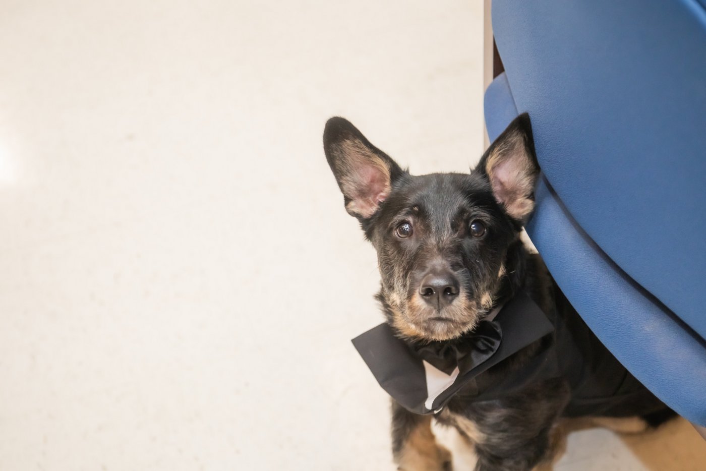 Boston City Hall wedding photographers Spagnolo Photography capturing a dog serving as a witness at a Boston City Hall elopement