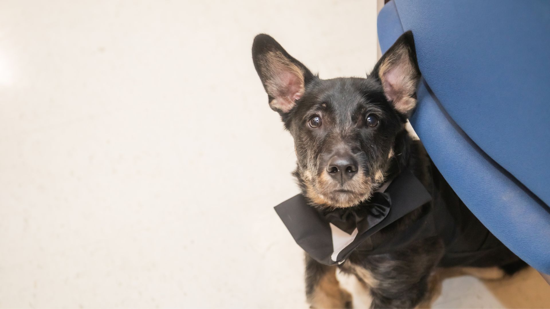 Boston City Hall wedding photographers Spagnolo Photography capturing a dog serving as a witness at a Boston City Hall elopement