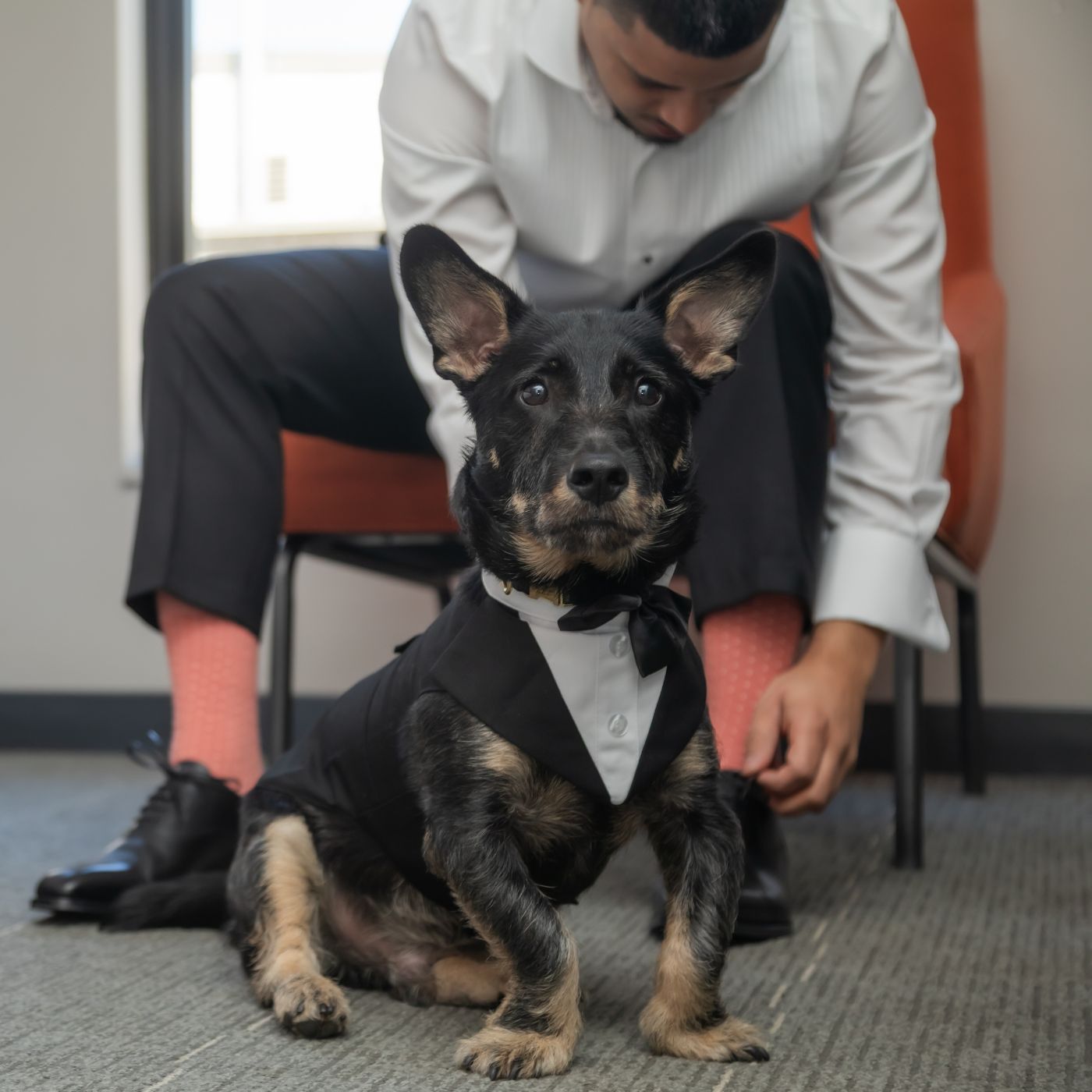 A cute little dog is dressed in a tuxedo to be a witness at his owner's Boston City Hall wedding, where dogs are allowed to become marriage witnesses