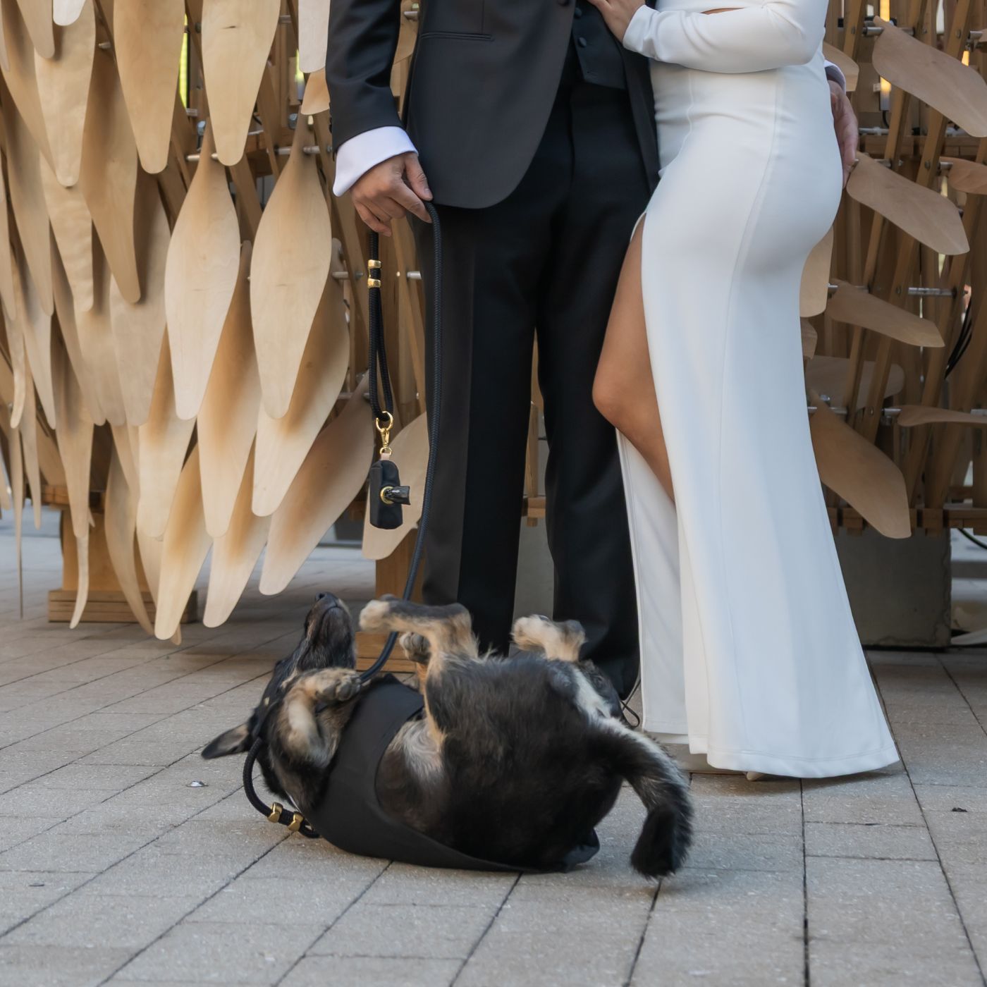 A dog in a tuxedo rolling around on the sidewalk during a Boston elopement photoshoot