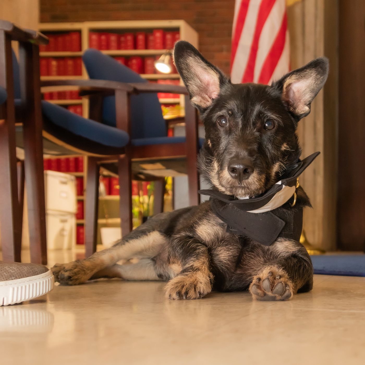 A cute little dog dressed in a tuxedo acting as witness at his owner's Boston City Hall wedding, where dogs are allowed to become marriage witnesses