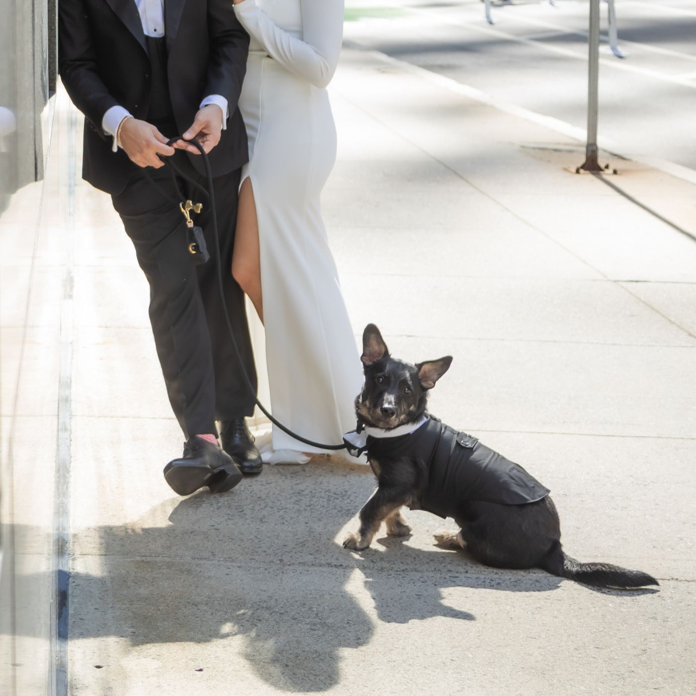 A cute little dog dressed in a tuxedo on his way to Boston City Hall where he will act as witness at his owner's Boston City Hall wedding, where dogs are allowed to become marriage witnesses