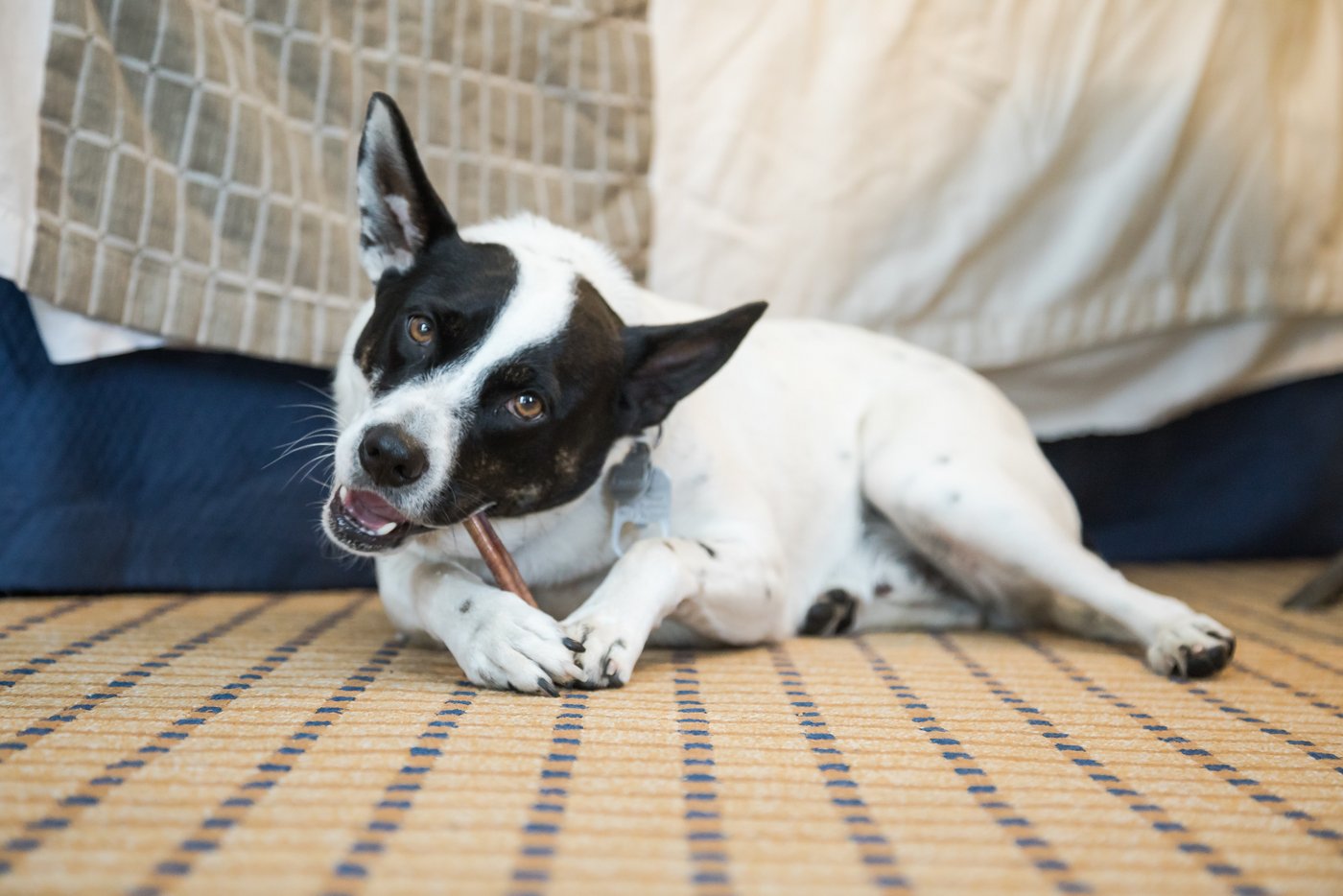 A dog chews on a bully stick while staring at the camera in the hotel suite of the bride, who's getting ready nearby