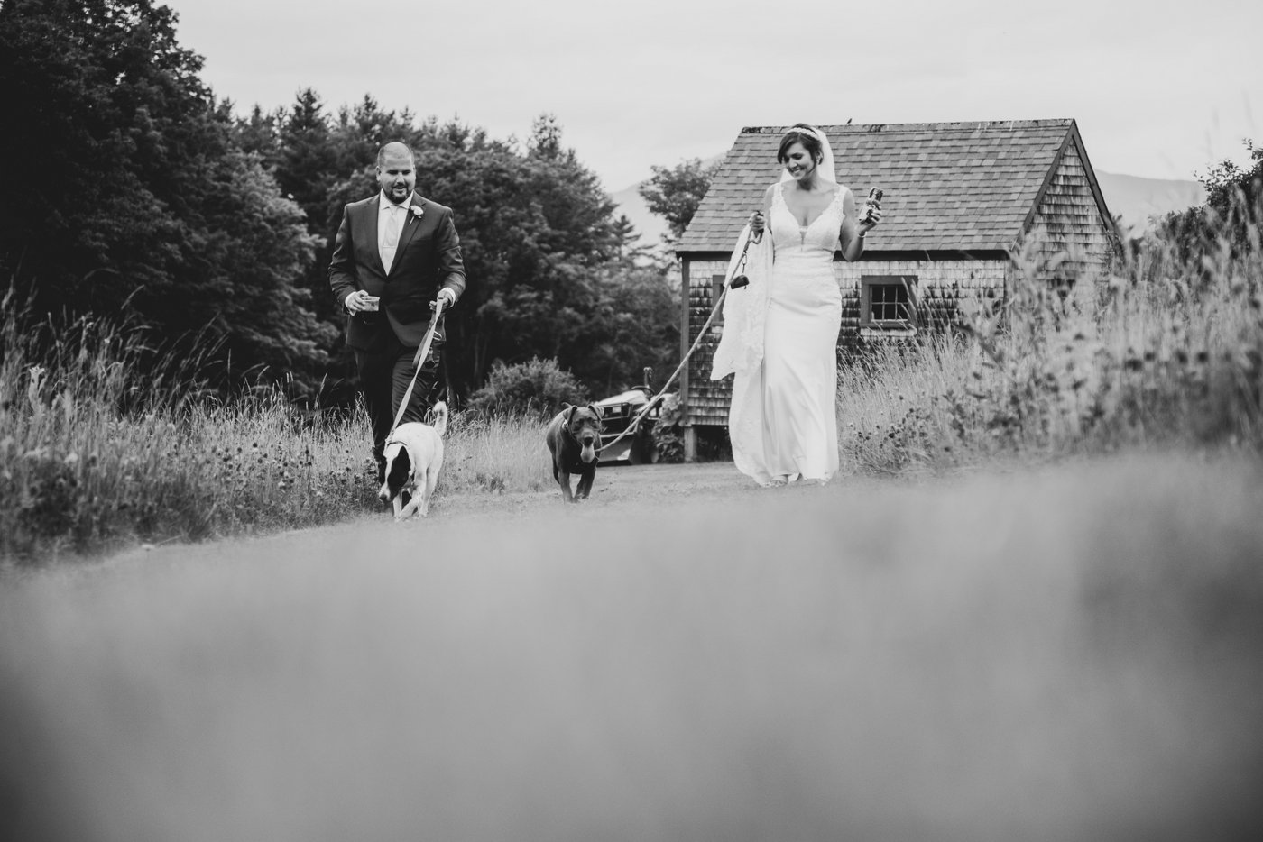 A black and white photo of the bride and groom walking in a field together with their two dogs, surrounded by tall grass and behind them a rustic building during their barn wedding in Massachusetts