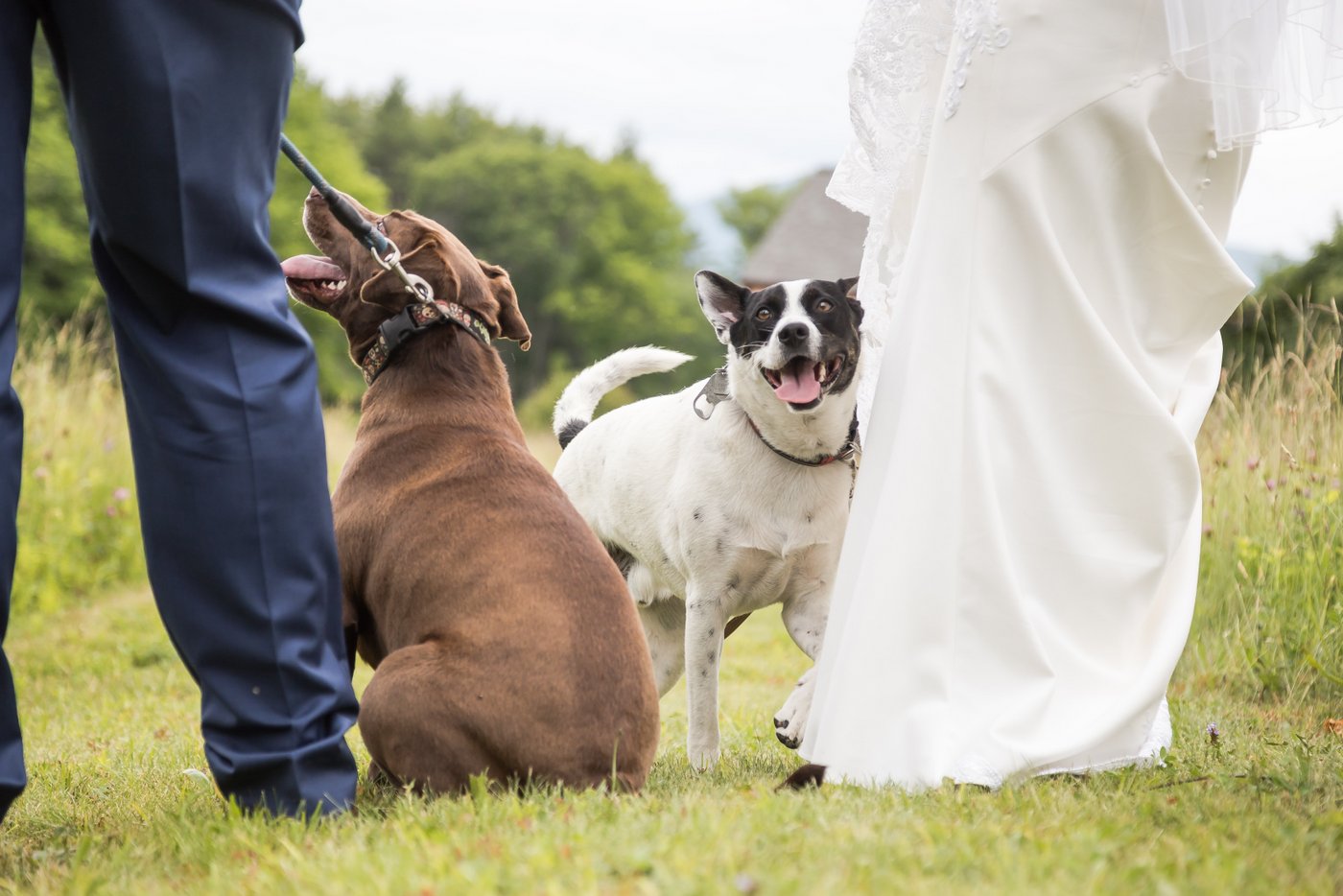 A close up shots of two dogs sitting next to a bride and a groom in a field in Massachusetts during a barn wedding