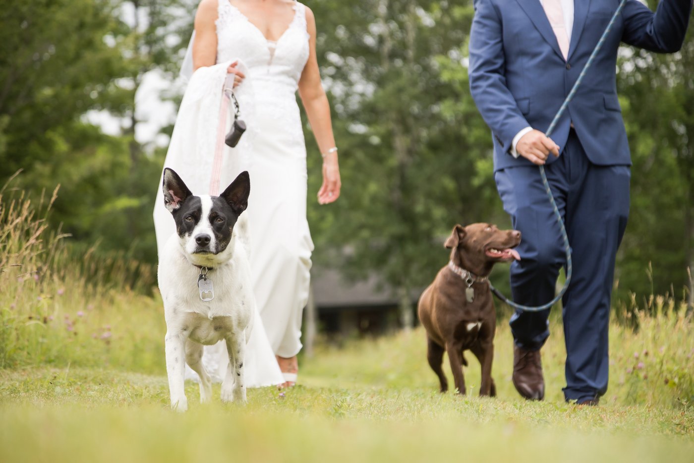A close up of two dogs walking in a field next to their owners who are a bride and a groom getting married at a barn in Massachusetts