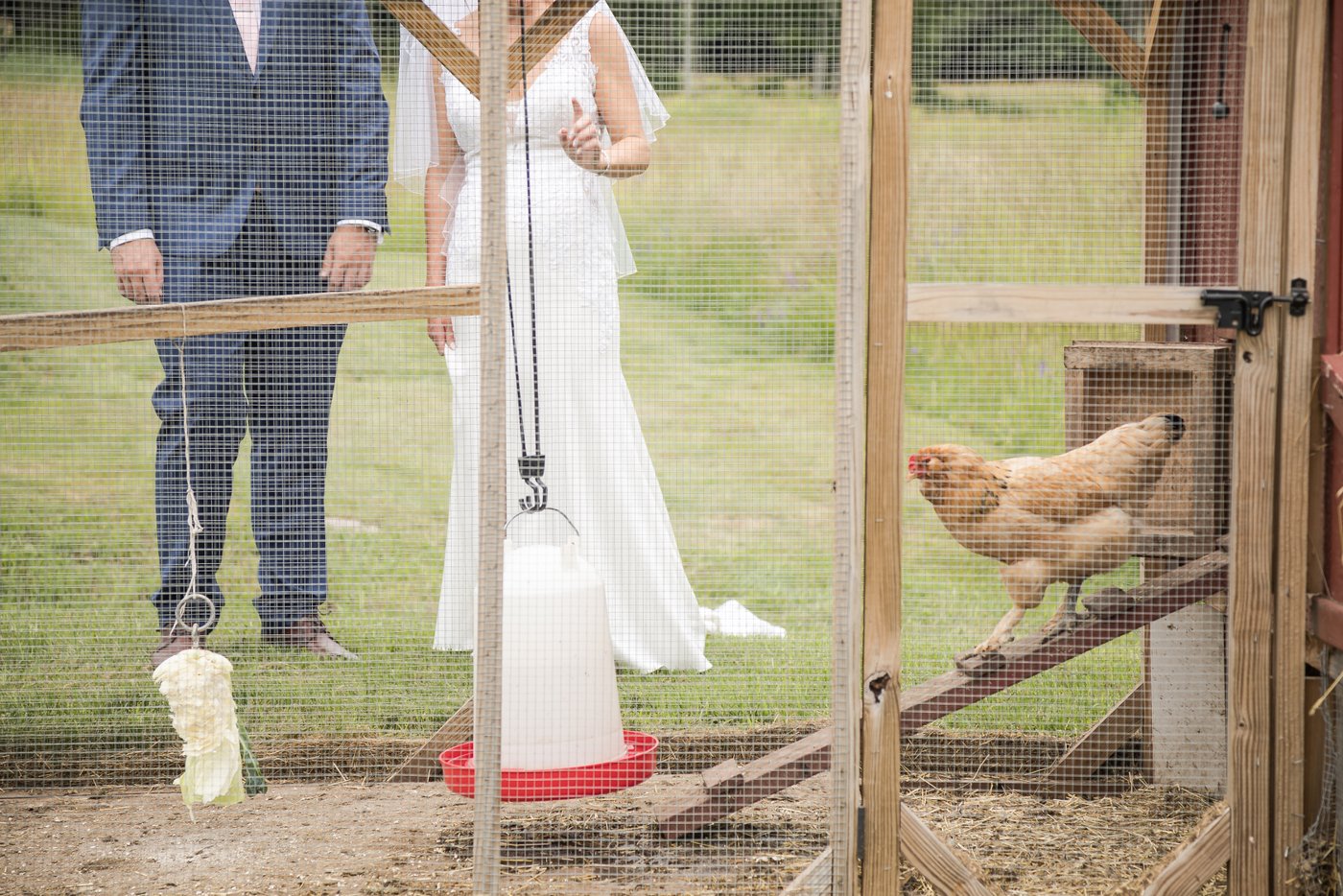 A chicken exits her coop and walks down the ramp into the run as a bride and a groom watch her during a barn wedding in Massachusetts