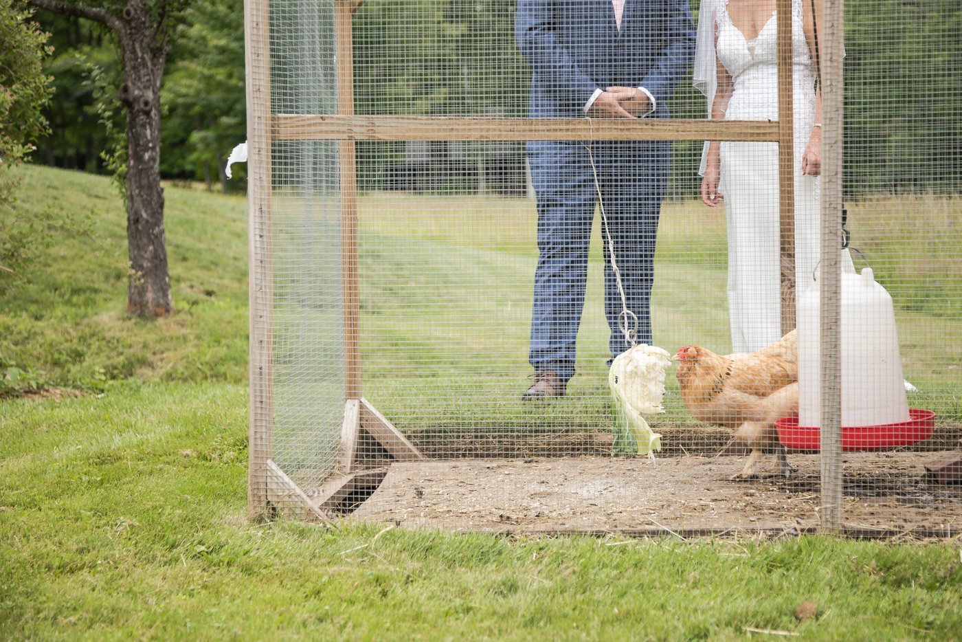 A chicken plays tetherball with a hanging cabbage as a bride and a groom watch during a barn wedding in Massachusetts