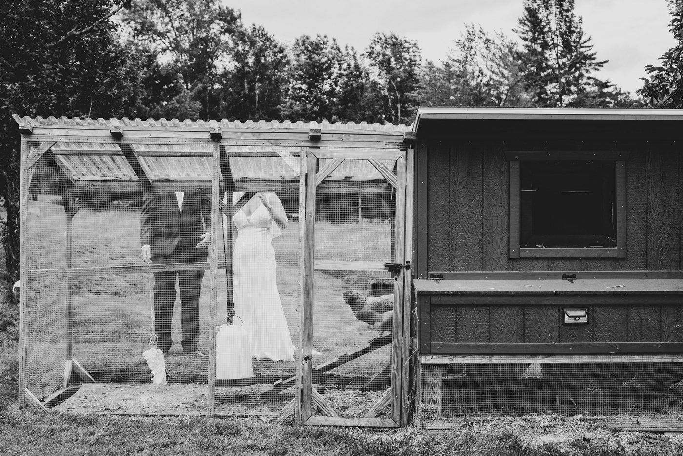 A black and white photo of a chicken exiting its coop and walking down the ramp into the run as a bride and a groom watch her during a barn wedding in Massachusetts