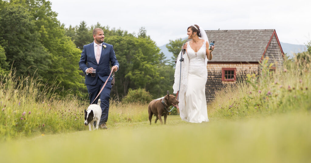The bride and groom walk in a field together with their two dogs, surrounded by tall grass during their barn wedding in Massachusetts