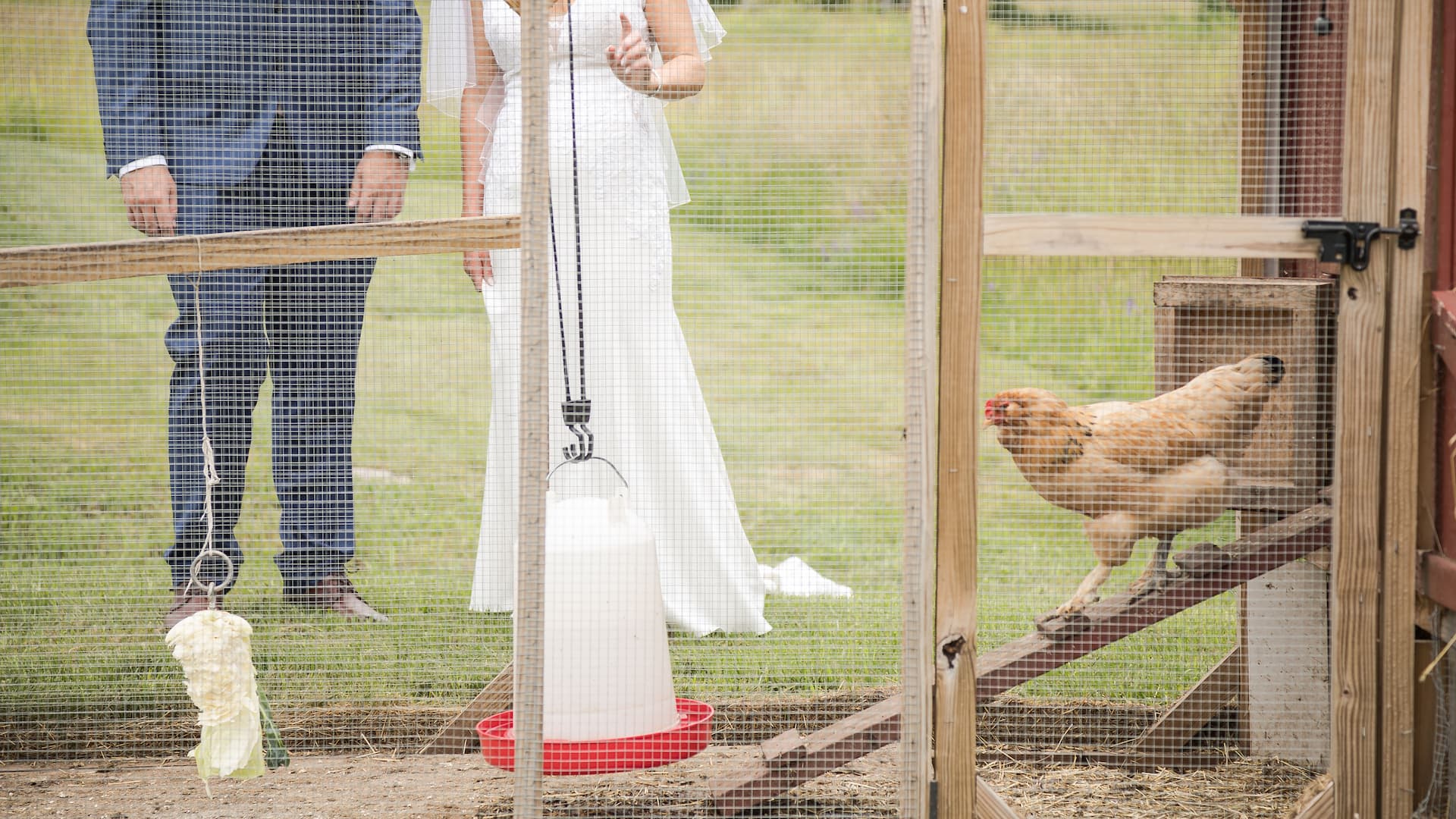 A chicken exits its coop and walks down the ramp into the run as a bride and a groom watch her during a barn wedding in Massachusetts