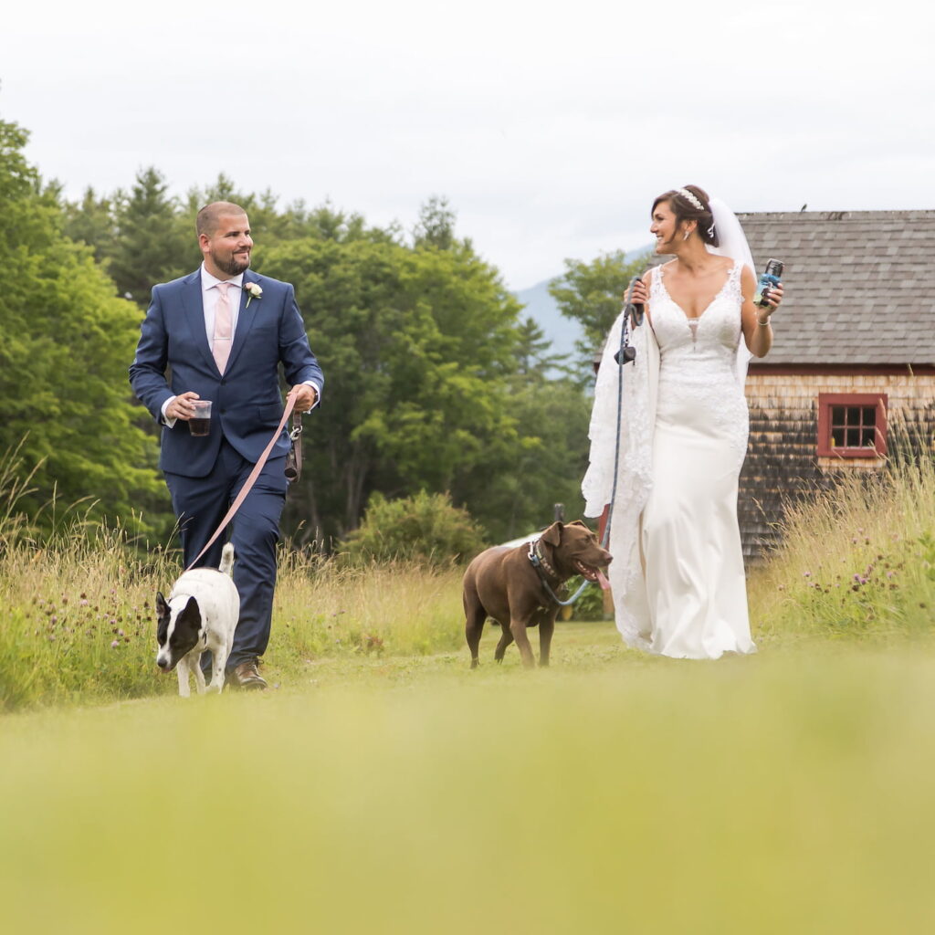 The bride and groom walk in a field together with their two dogs at a barn wedding MA