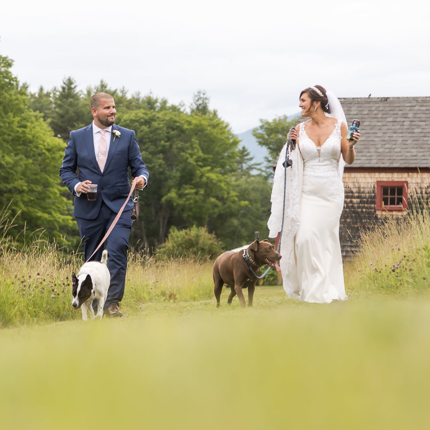 The bride and groom walk in a field together with their two dogs at a barn wedding MA
