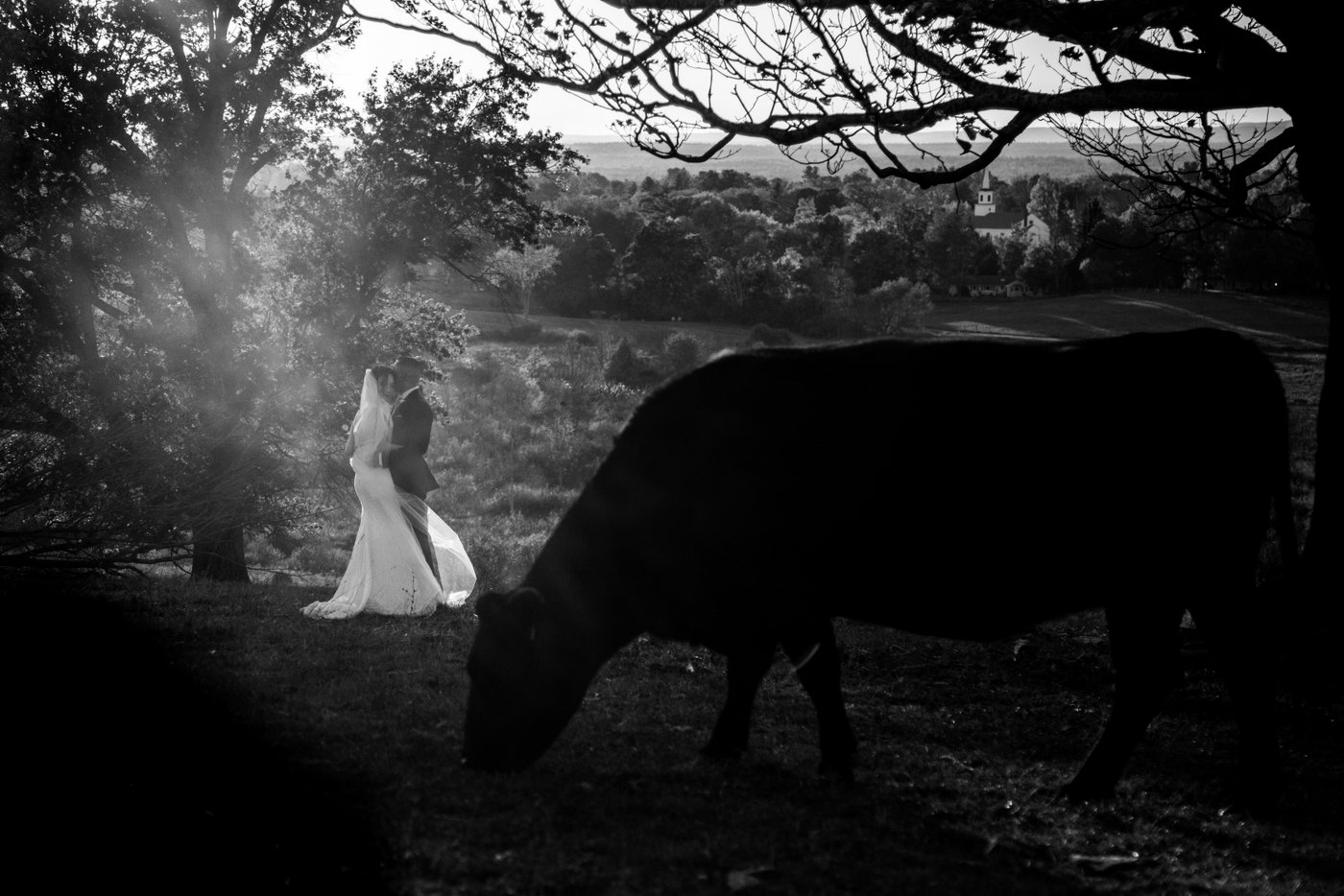 A black and white artistic and dramatic image of a large cow grazing in the foreground, while behind her a bride and groom hug surrounded by fog, photographed by creative Boston wedding photographers Spagnolo Photography during a Gibbet Hill wedding.