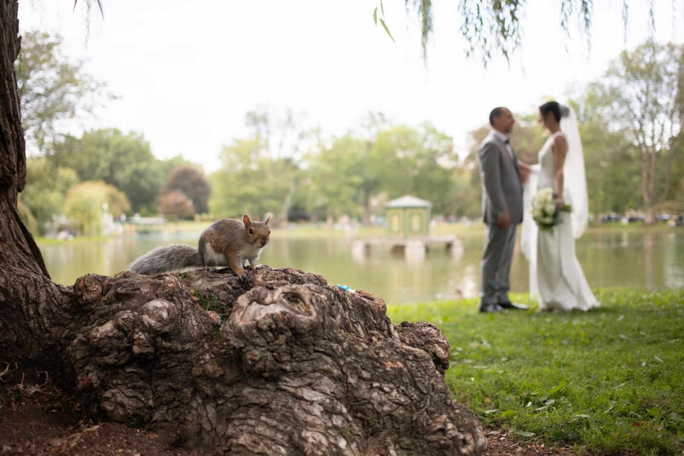 A squirrel poses for the camera as a bride and a groom have their first look in the Boston Public Garden on their wedding day, photographed by candid and natural Boston wedding photographers Spagnolo Photography