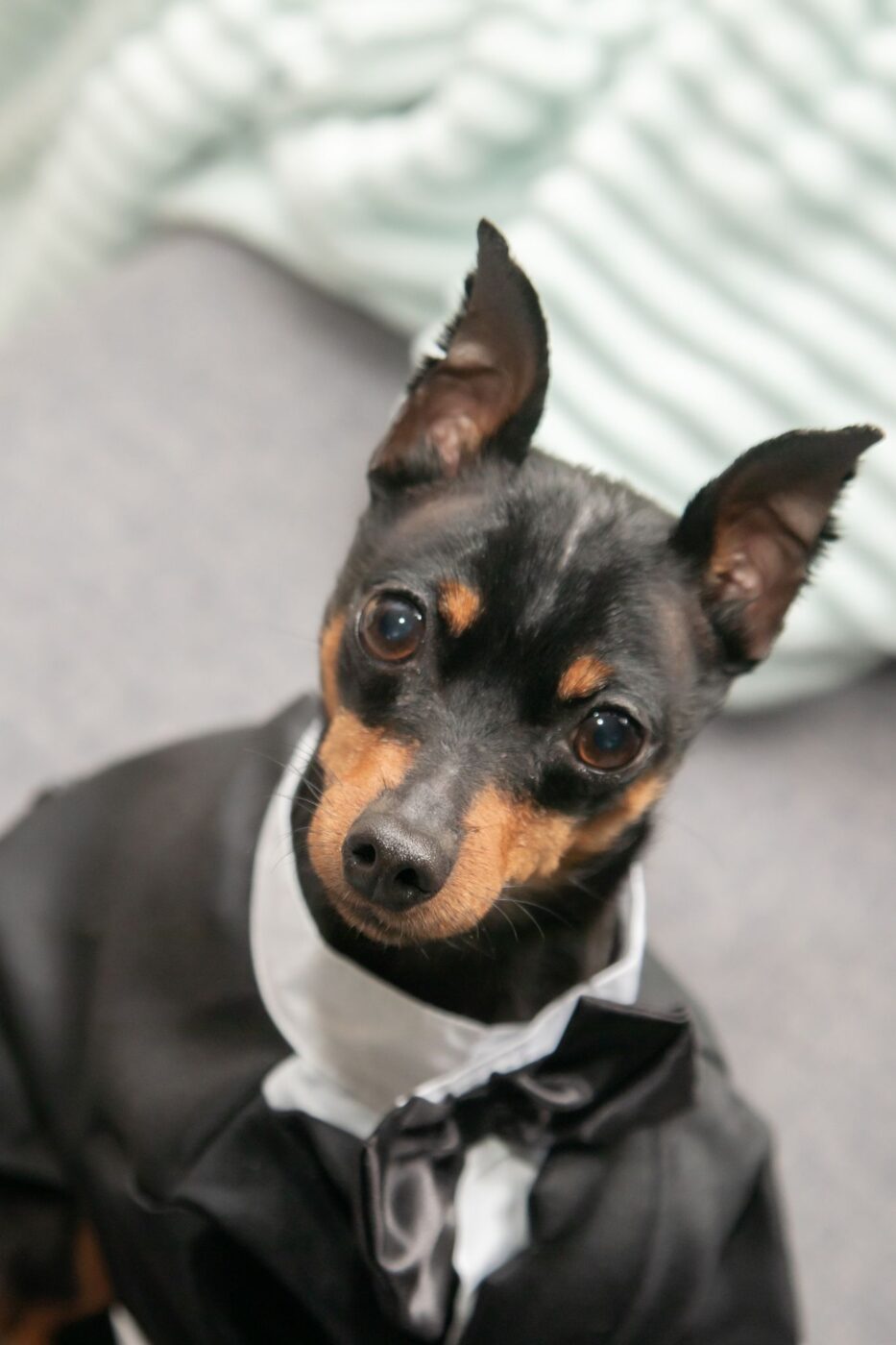 A little dog in a tuxedo ready for its owners' wedding