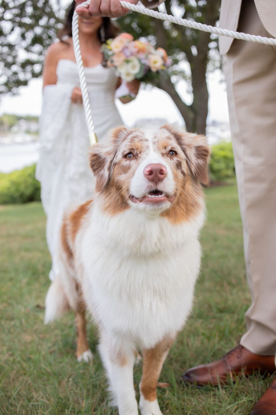 A beautiful white and tan fluffy dog on a white leash standing by its owners who are getting married, photographed at the Wychmere Overlook at Larsen Park